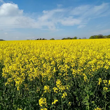 公寓 Fische - Sellin (Rugen)