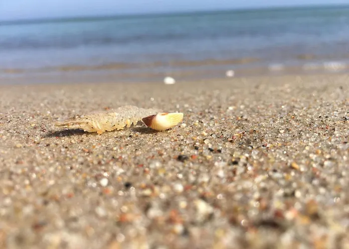 Fische - Daire Sellin (Rugen)